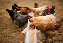 A cost-effective solution to partially replace vitamin E