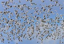 U.S. Launches $1 Billion Strategy to Combat Avian Influenza and Lower Egg Prices