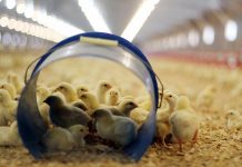 Effectiveness of a double choice test to assess dietary taste preferences in broilers