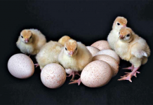 Turkeys – Making the most of genetic potential