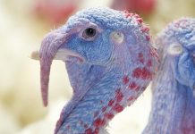 Partially slotted flooring systems for market toms – What are the possibilities?