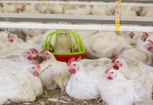 Effects of probiotic Bacillus amyloliquefaciens H57 on performance and intestinal microbiota of chickens