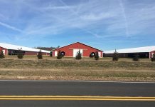 Modest growth, environmental progress emerge in annual chicken industry data