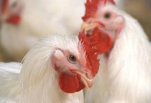 Research provides possibility to automate grading of woody breast fillets