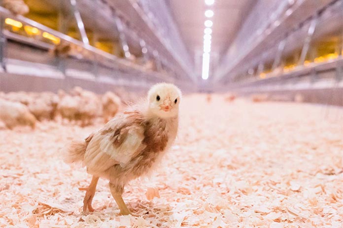 Alternative housing system’s impact on feeding pullets and layers