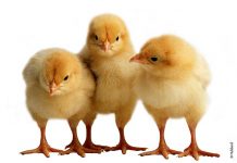 The challenging world of a primary breeder, matching genetic programs to market requirements