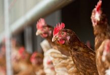 Management techniques for a hot climate