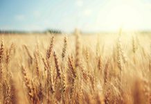 Biotica innovation drive for Canadian market