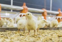 Reducing production costs and securing profitability, the challenges for European farmers