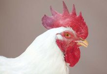 Cobb suggesting management tips to maximize male fertility