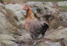 The Finnish Landrace Breed and a successful conservation program in Finland