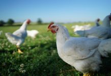 Housing systems and egg production – A 2016 status report