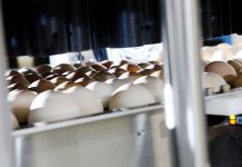 In-ovo vaccination requires good hatchery management