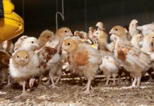 Effect of two different fibre sources on growth and immune function in grower layer-pullets