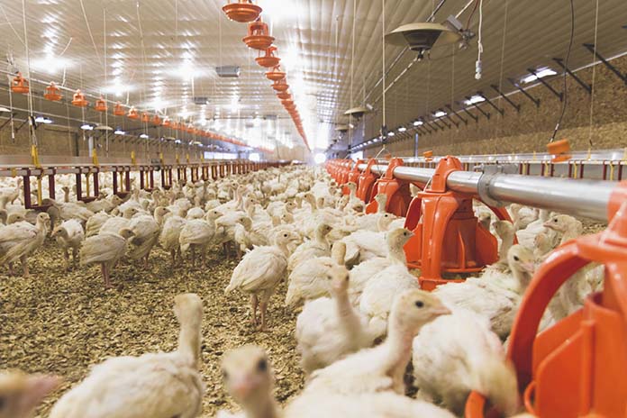 Higher stocking densities decrease performance without altering turkey meat quality