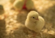 Romania hosts inaugural Ross Club Ceremony