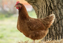 Relationship between plumage and body condition in non-debeaked laying hens
