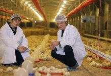 VIV Europe focuses on data connection in the poultry chain