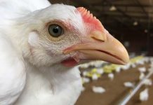 Roxell pan feeder system: the ultimate alternative to beak treatments