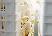 Post-hatch feeding innovation: SmartStart™ welcomed as “game-changing” by poultry industry