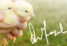 Arion Fasoli, quality equipment for the poultry sector