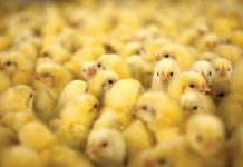 Aviagen welcomes customers to first-ever Virtual Production Management School