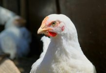 Site and extent of digestion on poultry production