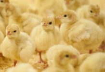Factors that contribute to consistent quality poult starts
