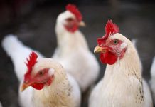 Biosecurity practices and investments implemented by today’s poultry producers