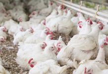 A projection of the future dynamics in global poultry meat production