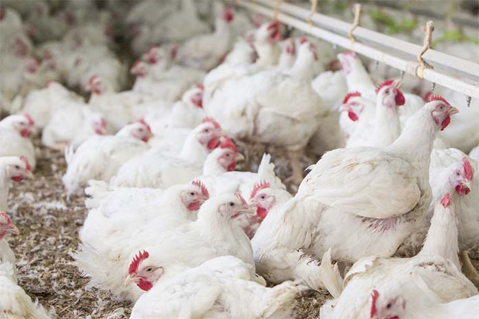 A projection of the future dynamics in global poultry meat production