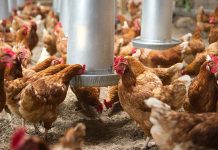 Canada: egg production in a Supply Management system