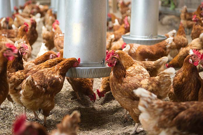 Canada: egg production in a Supply Management system