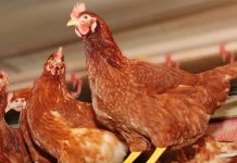 Hotraco Agri presents MiteAlert®: The automatic Red Mite Monitoring System