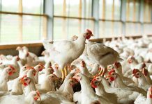 Hubbard JA257 accredited by Better Life scheme in the Netherlands