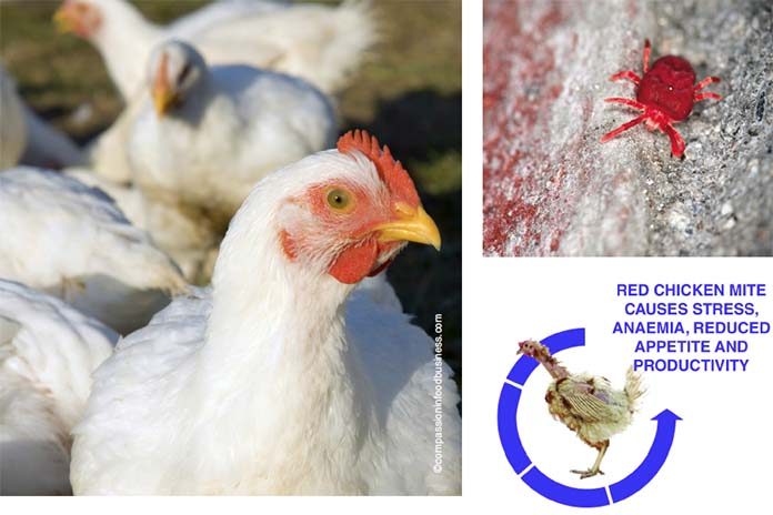 Newpharm® exact and definitive answer to chicken mite - Zootecnica International