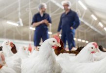 Progress in extended testing and performance standards at Hendrix Genetics