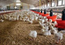 New precision-feeding solution with NutriOpt on-site Advisor