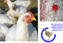 The cost of mycoplasma infection in poultry