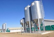 Why do we need low protein meat chicken diets?