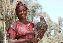 Incubated Worlds, a new poultry facility exploring genetic diversity