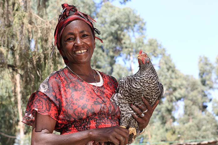 Woman-poultry-farmer-Ethiopia-Genetics