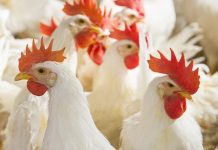 MSD Animal Health partners with Vinovo for enhanced poultry health