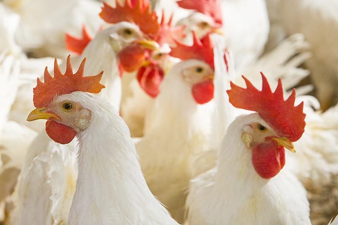 MSD Animal Health partners with Vinovo for enhanced poultry health