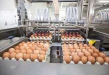 The egg industry of the USA in transition