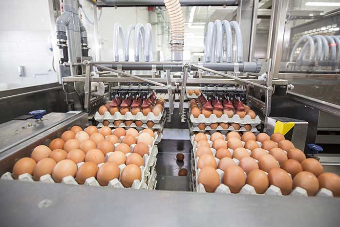 The egg industry of the USA in transition