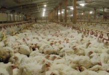 Genetic evaluation of body weight and tibia resistance in broilers