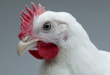 Ileal amino acids digestibility in response to increasing phytase dose or MCP levels in broiler feed