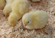 The fertilization process and embryo mortality during incubation. What is the Relationship?