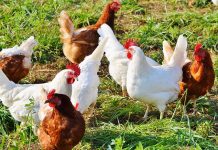 Use of multiple strains of infectious bronchitis vaccines to induce protection against new IB variants